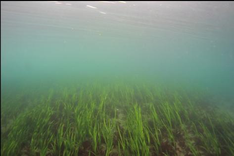 eelgrass in the bay