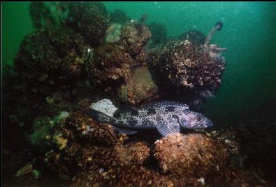 LINGCOD GUARDING EGGS