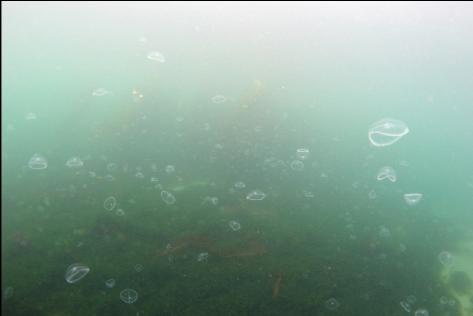 moon jellies