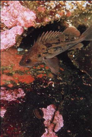 BROWN ROCKFISH