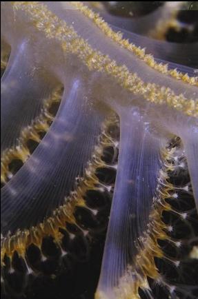 SEA PEN