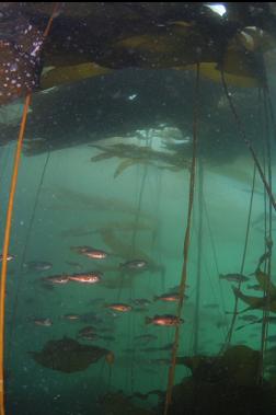 JUVENILE ROCKFISH IN KELP