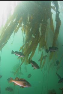 ROCKFISH IN KELP