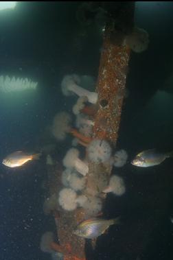 PERCH AND ANEMONES INSIDE BARGE