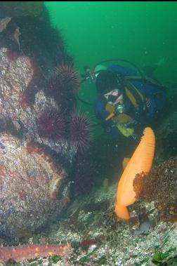 SEA PEN, URCHINS AND CALIFORNIA CUCUMBERS