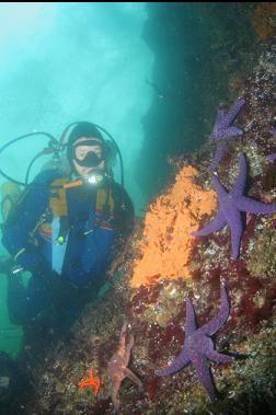 TUNICATE COLONY AND SEASTARS IN SHALLOWS