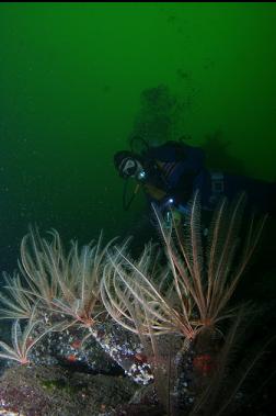 FEATHER STARS