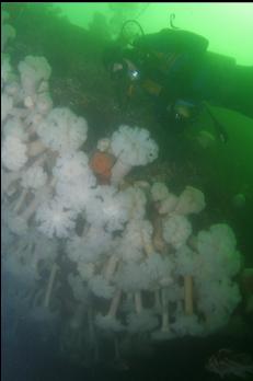 ANEMONES UNDER BOW