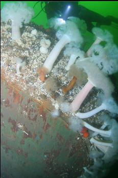 ANEMONES ON SIDE OF HULL