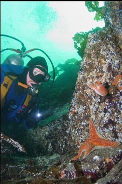 LEATHER STAR AND TUNICATE