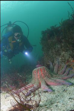 SUNFLOWER STAR NEAR SHALLOW REEF