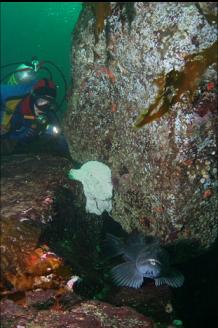 LINGCOD AND EGGS