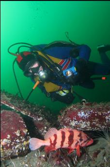 TIGER ROCKFISH