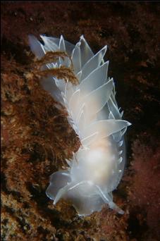 ALABASTER NUDIBRANCH