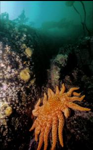 SUNFLOWER STAR