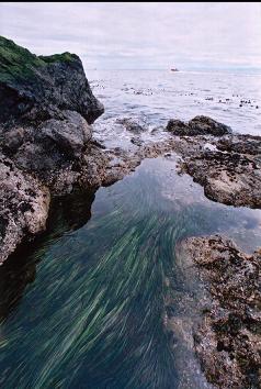 EEL-GRASS IN TIDE POOL