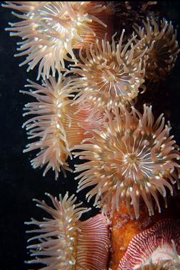 brooding anemones on kelp