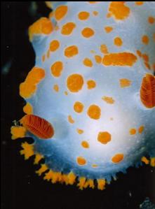 CLOWN NUDIBRANCH