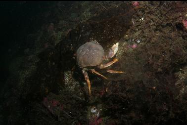 dungeness crab