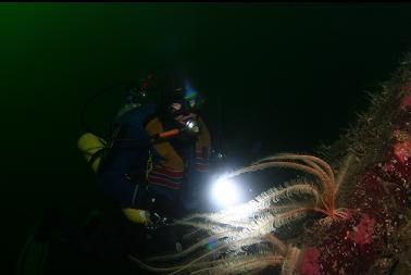 feather stars