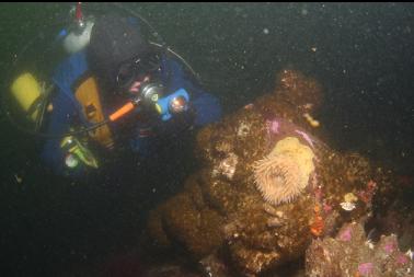 anemone and cemented tube worms