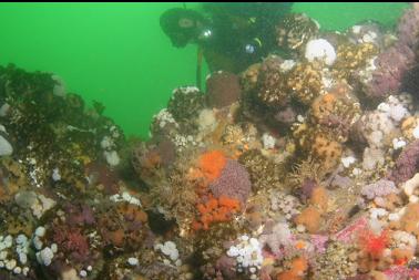 tunicates, etc. on reef