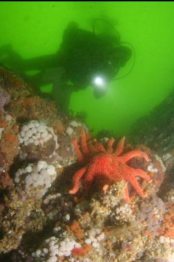 sunflower star and tunicates on wall