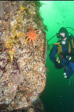 seastar and tunicates on wall