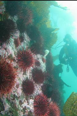 urchins