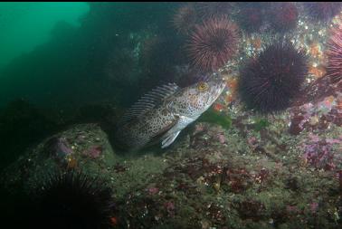 lingcod