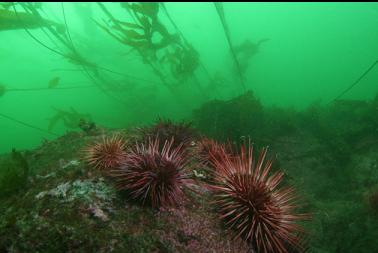 urchins and kelp