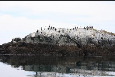 cormorants on islet