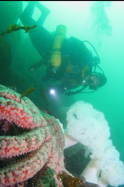 sunflower star and anemones