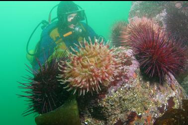 anemone and urchins in clearer area