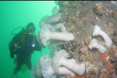 anemones on second dive