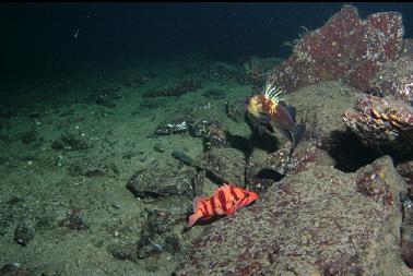 tiger and quillback rockfish