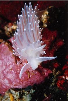 NUDIBRANCH