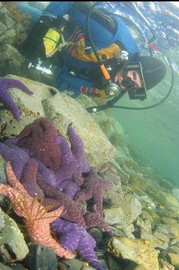 seastars near beach