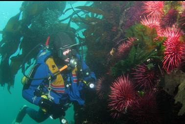 urchins on shallow reef