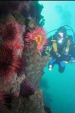 fish-eating anemone and urchins