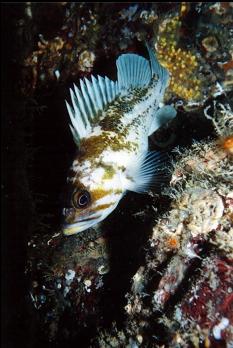 COPPER ROCKFISH