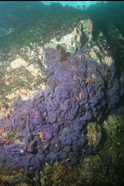 seastars on shallow wall