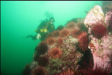 urchins on reef