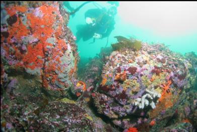 boulders on sewer pipe reef