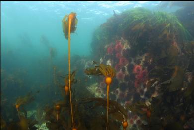 young bull kelp and small wall of urchins