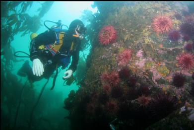 fish-eating anemone and urchins near entry-point