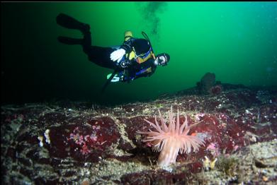 crimson anemone