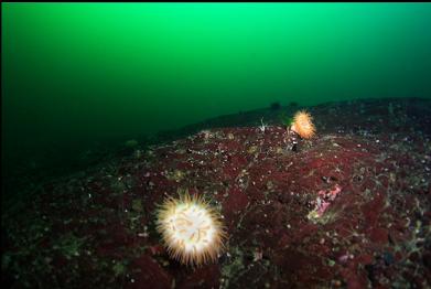 swimming anemones on deep reef