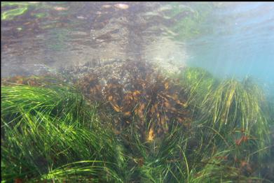 surfgrass in shallows
