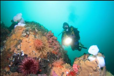 anemones, urchins, tunicates, etc.